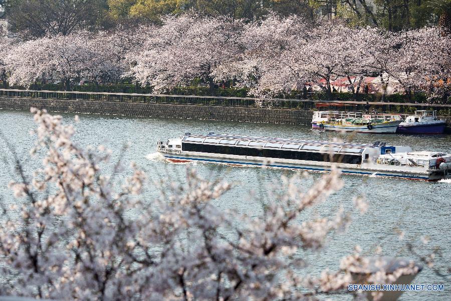 JAPAN-OSAKA-CHERRY BLOSSOM