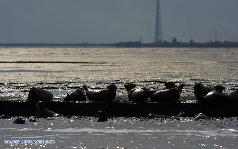 Liaoning: Focas en costa en Panjin