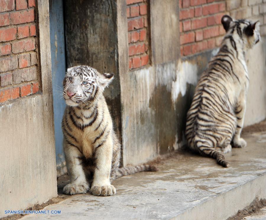 Shaanxi: 3 tigres blancos en Parque de vida silvestre Qingling en Xi'an