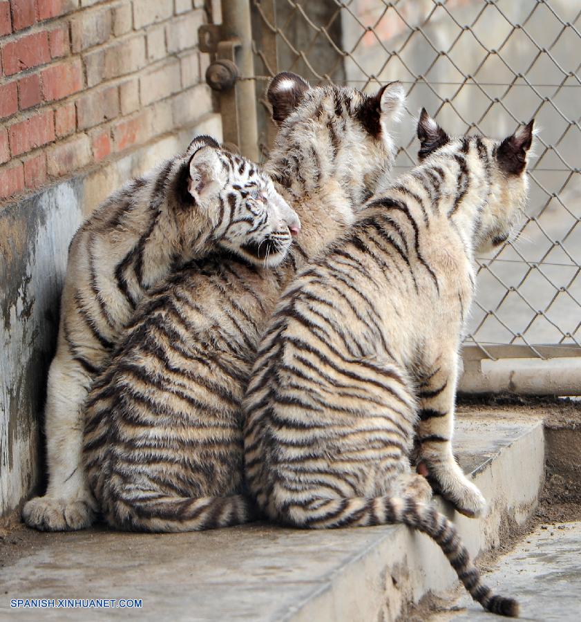 Shaanxi: 3 tigres blancos en Parque de vida silvestre Qingling en Xi'an