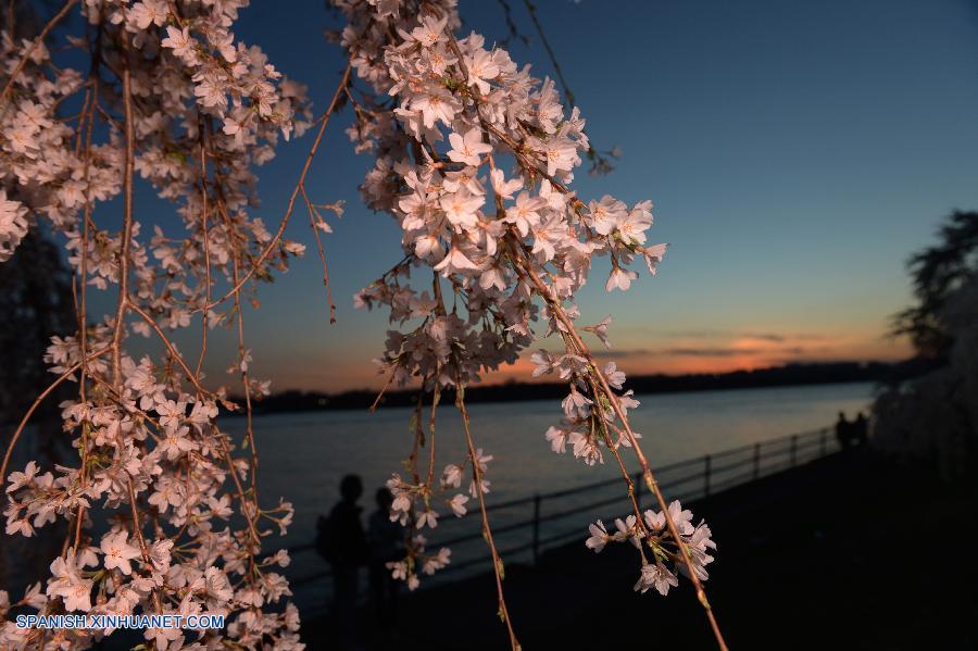 U.S.-WASHINGTON D.C.-CHERRY BLOSSOM    