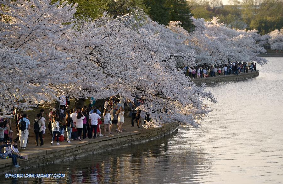 U.S.-WASHINGTON D.C.-CHERRY BLOSSOM    