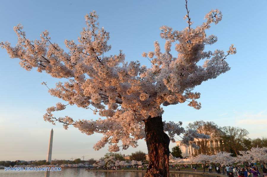 U.S.-WASHINGTON D.C.-CHERRY BLOSSOM    