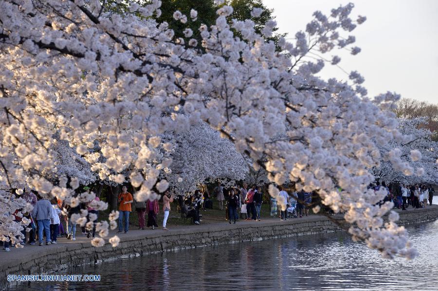 U.S.-WASHINGTON D.C.-CHERRY BLOSSOM    