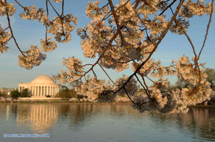 U.S.-WASHINGTON D.C.-CHERRY BLOSSOM    