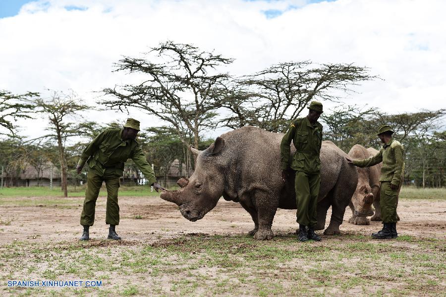 Rinocerontes blancos del norte en Kenia