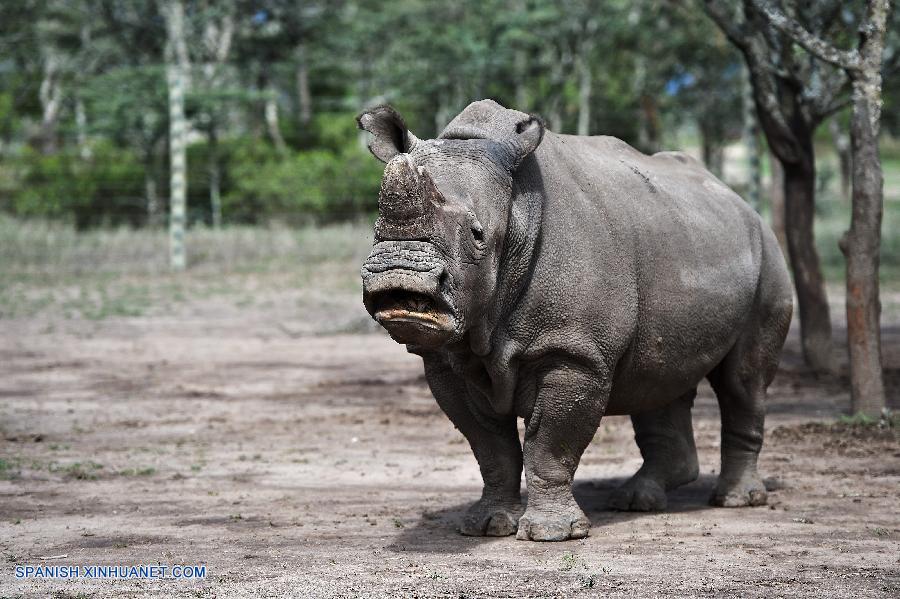 Rinocerontes blancos del norte en Kenia