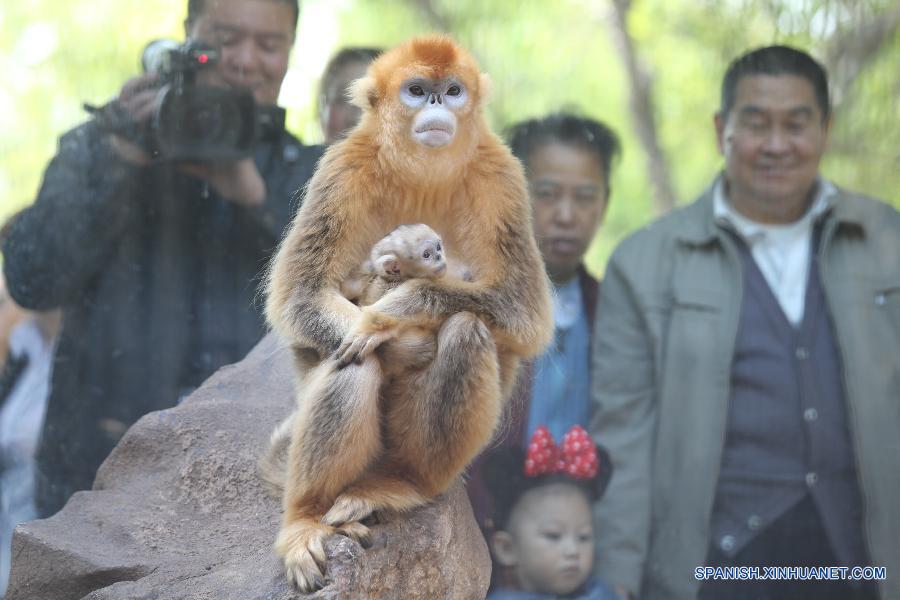 Mono dorado recién nacido se hace popular en Zoológico de Jinan