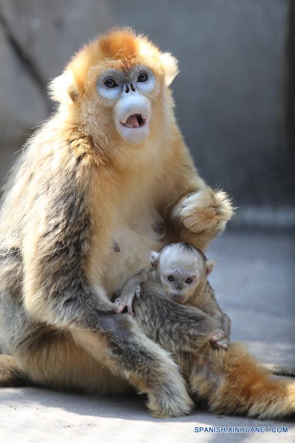 Mono dorado recién nacido se hace popular en Zoológico de Jinan