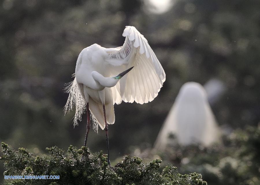 Jiangxi: Garcetas en Parque forestal de Xiangshan en Condado Xinjian