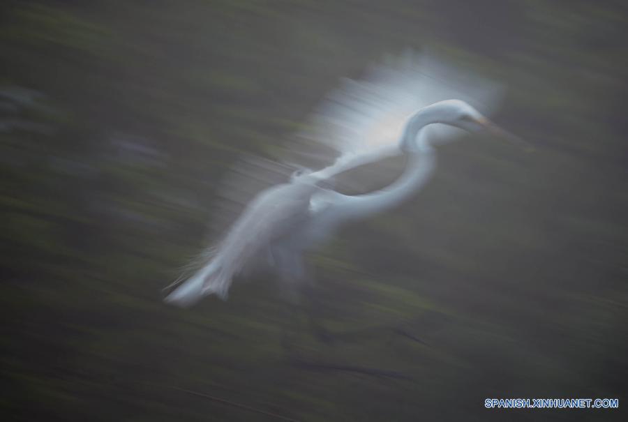 #（美丽中国）（6）洪泽湖湿地鹭鸟翩跹描绘生态美景