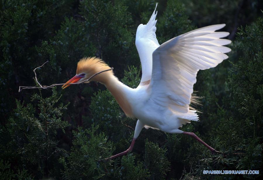 #（美丽中国）（9）洪泽湖湿地鹭鸟翩跹描绘生态美景