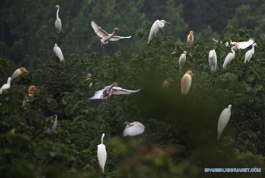#（美丽中国）（3）洪泽湖湿地鹭鸟翩跹描绘生态美景