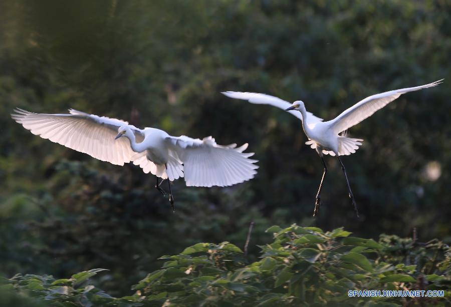 #（美丽中国）（7）洪泽湖湿地鹭鸟翩跹描绘生态美景