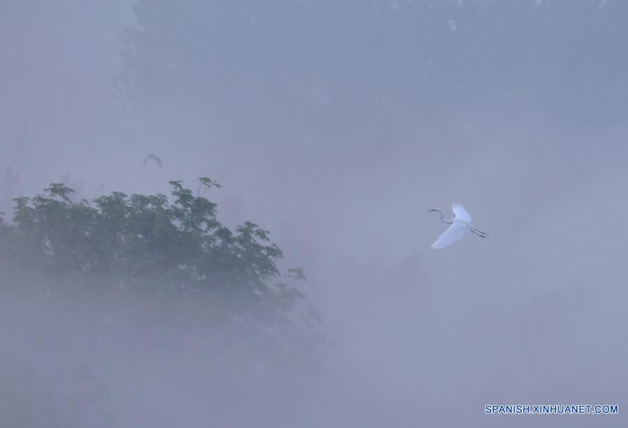 #（美丽中国）（1）洪泽湖湿地鹭鸟翩跹描绘生态美景
