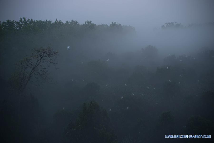 #（美丽中国）（10）洪泽湖湿地鹭鸟翩跹描绘生态美景