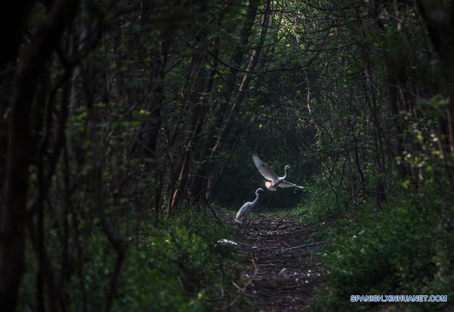 #（美丽中国）（4）洪泽湖湿地鹭鸟翩跹描绘生态美景