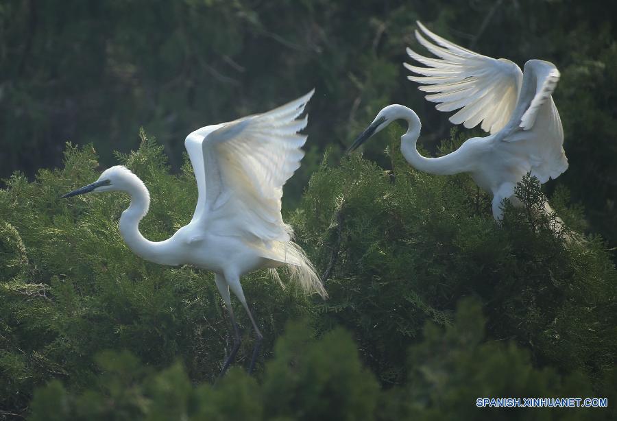 #（美丽中国）（2）洪泽湖湿地鹭鸟翩跹描绘生态美景