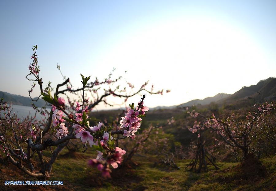 Liaoning: Bello paisaje de flores de durazno en Villa Hekou