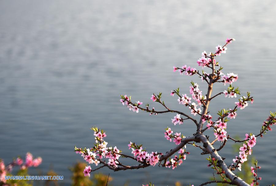 Liaoning: Bello paisaje de flores de durazno en Villa  