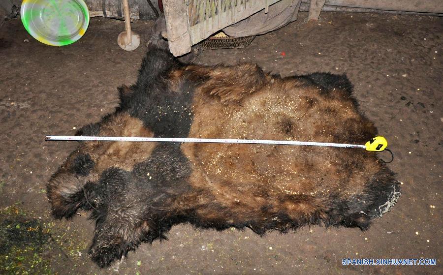 （新华网）云南省林业厅通报：捕杀大熊猫的3人已被批捕