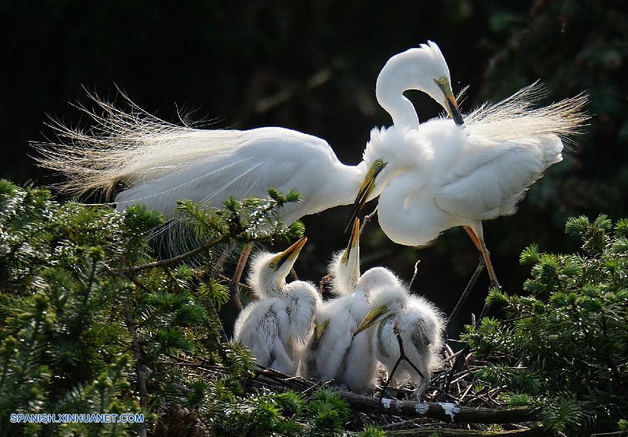 Fotos de Xinhua de la semana 20150511-0517