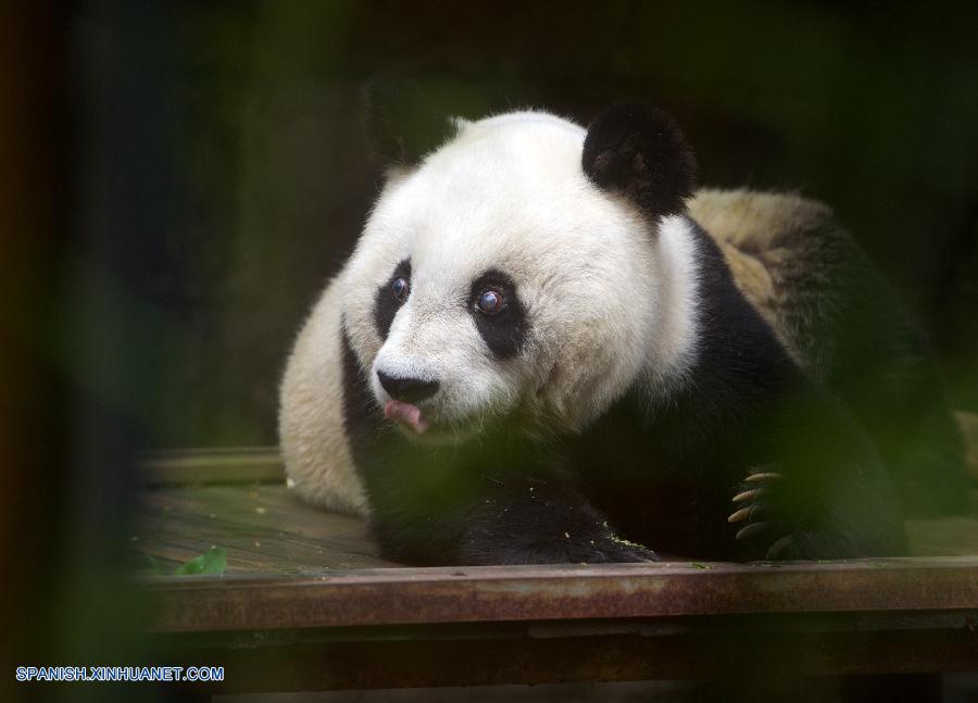 China comenzó hoy viernes las celebraciones con motivo del cumpleaños de la hembra de oso panda Basi, que es el ejemplar de este animal de edad más avanzada actualmente de la parte continental de China y alcanzará los 35 años en noviembre, el equivalente a los 100 años en humanos.