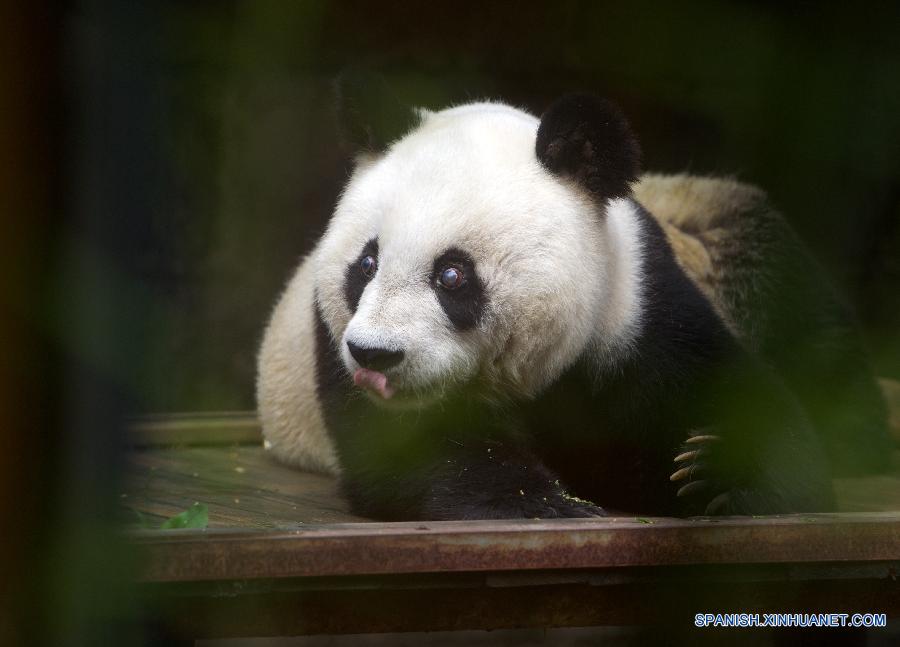 CHINA-FUZHOU-OLDEST PANDA (CN)