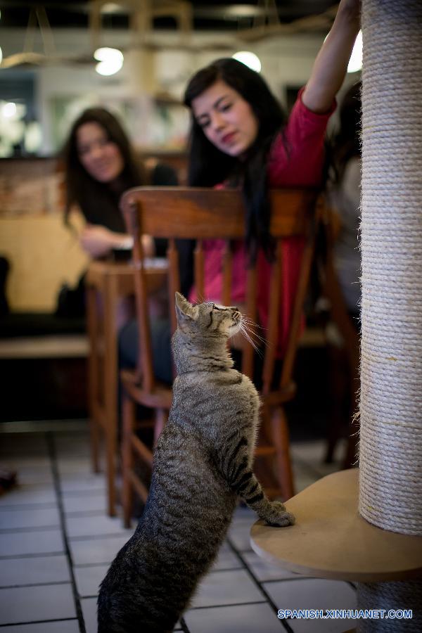 MEXICO-MEXICO CITY-SOCIETY-CAT COFFEE-FEATURE