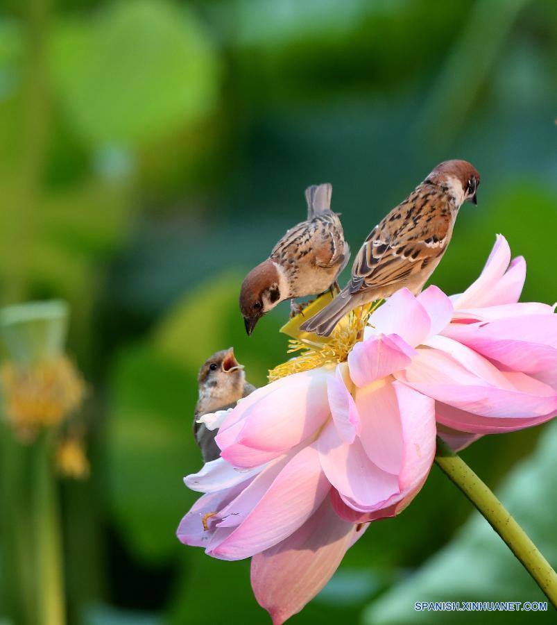 Gorriones buscaban alimentos sobre una flor de loto en el parque de Zizhuyuan en Beijing, capital china, el 7 de julio. 