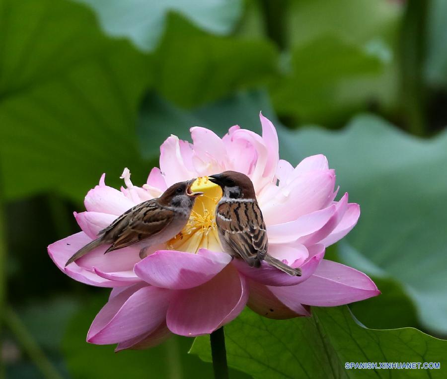 Gorriones buscan alimentos sobre una flor de loto en el parque de Zizhuyuan en Beijing, capital china el 7 de julio. 
