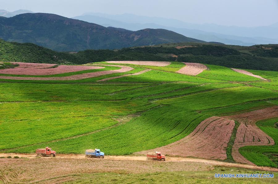 Camiones pasaron por una tierra de alforfón en la aldea Xiongying en Bijie, en la provincia de Guizhou, suroeste de China el 12 de julio. El paisaje de flores de alforfón atrae a muchos turistas. 