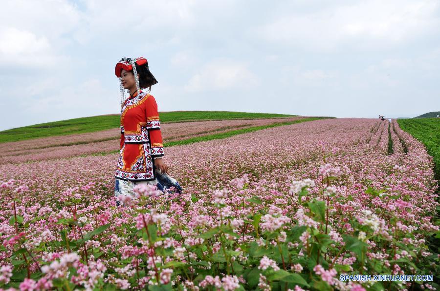 Camiones pasaron por una tierra de alforfón en la aldea Xiongying en Bijie, en la provincia de Guizhou, suroeste de China el 12 de julio. El paisaje de flores de alforfón atrae a muchos turistas. 