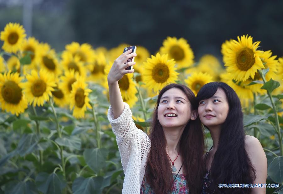 Visitantes pasearon entre girasoles en el Parque Olímpico en Beijing, capital de China, el 12 de julio. Las flores de girasoles estaban en plena floración.