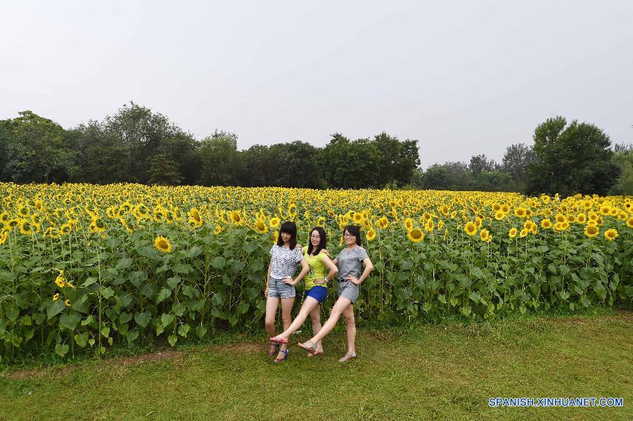 Visitantes pasearon entre girasoles en el Parque Olímpico en Beijing, capital de China, el 12 de julio. Las flores de girasoles estaban en plena floración.