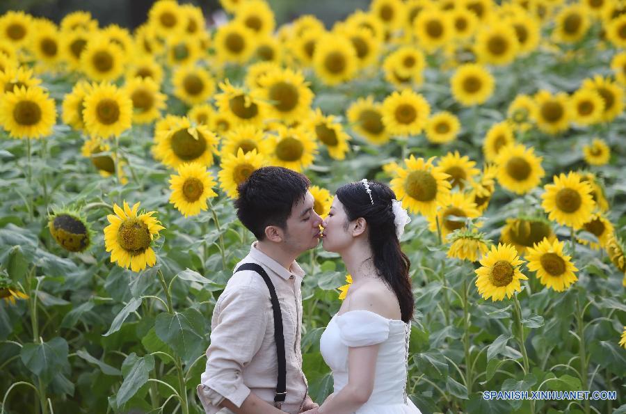 Visitantes pasearon entre girasoles en el Parque Olímpico en Beijing, capital de China, el 12 de julio. Las flores de girasoles estaban en plena floración.