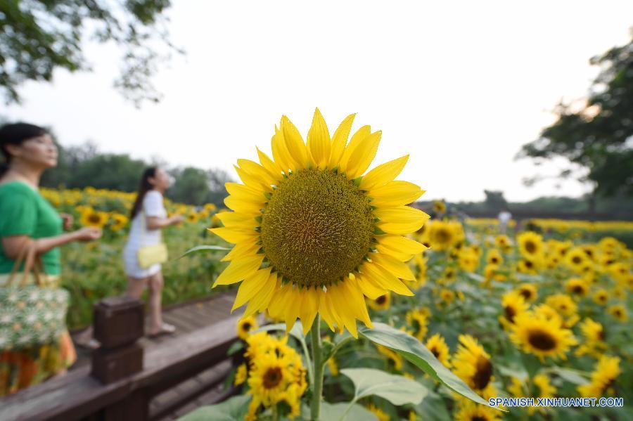 Visitantes pasearon entre girasoles en el Parque Olímpico en Beijing, capital de China, el 12 de julio. Las flores de girasoles estaban en plena floración.