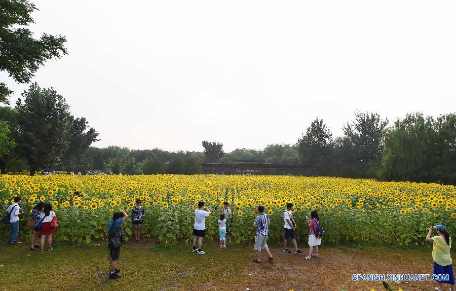 Visitantes pasearon entre girasoles en el Parque Olímpico en Beijing, capital de China, el 12 de julio. Las flores de girasoles estaban en plena floración.