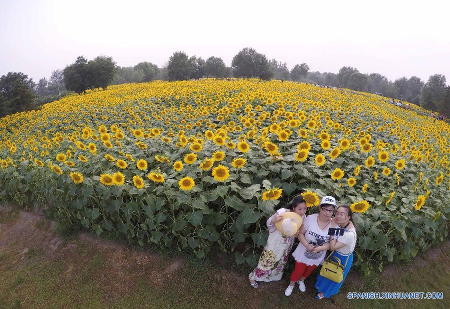 Visitantes pasearon entre girasoles en el Parque Olímpico en Beijing, capital de China, el 12 de julio. Las flores de girasoles estaban en plena floración.