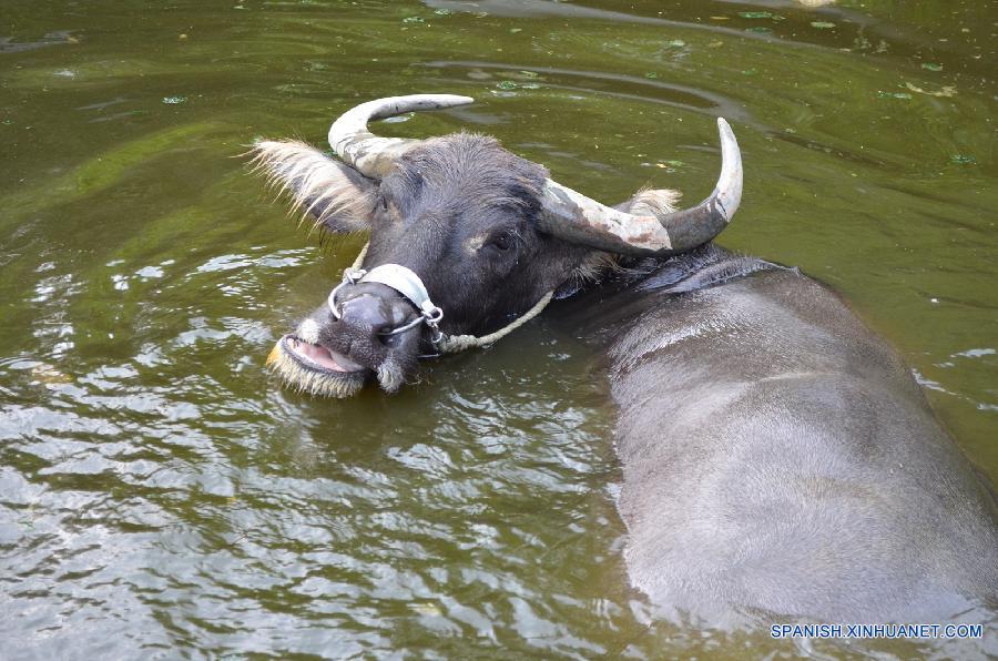 Un búfalo bañaba en una laguna en el Zoo de Taipei en Taipei, en Taiwan de China el 19 de julio. El zoo hizo esfuerzos para que los animales se sintieran cómodos debido al calor que hace estos días.