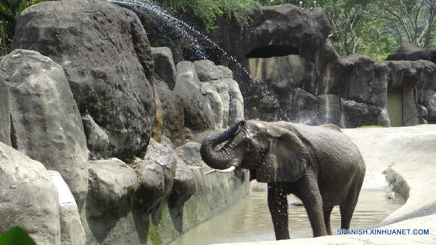 Un elefante jugó en el agua para enfriarse en el Zoo de Taipei en Taipei, en Taiwan de China el 19 de julio. El zoo hizo esfuerzos para que los animales se sintieran cómodos debido al calor que hace estos días. 