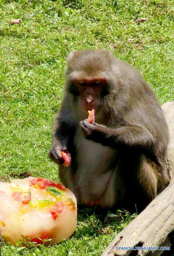 Un mono disfrutaba de un cubo de hielo lleno de frutas que le gustan en el zoo de Taipei, en Taiwan de China el 19 de julio. El zoo hizo esfuerzos para que los animales se sintieran cómodos debido al calor que hace estos días.