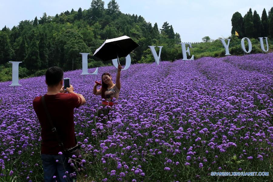 La gente visitó un jardín de lavanda en el distrito Fenghuang, en la prefectura autónoma TujiaMiao de Xiangxi, en la provincia central china de Hunan el 20 de julio. 