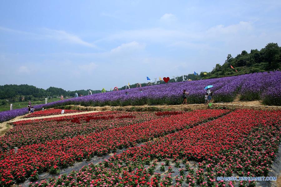 La gente visitó un jardín de lavanda en el distrito Fenghuang, en la prefectura autónoma TujiaMiao de Xiangxi, en la provincia central china de Hunan el 20 de julio. 