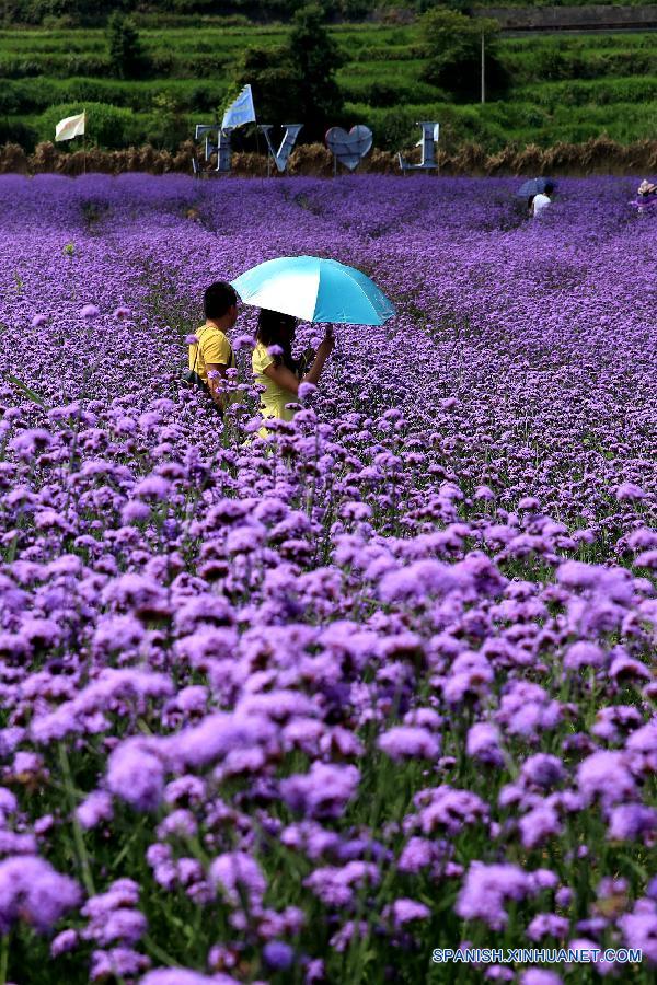 La gente visitó un jardín de lavanda en el distrito Fenghuang, en la prefectura autónoma TujiaMiao de Xiangxi, en la provincia central china de Hunan el 20 de julio. 