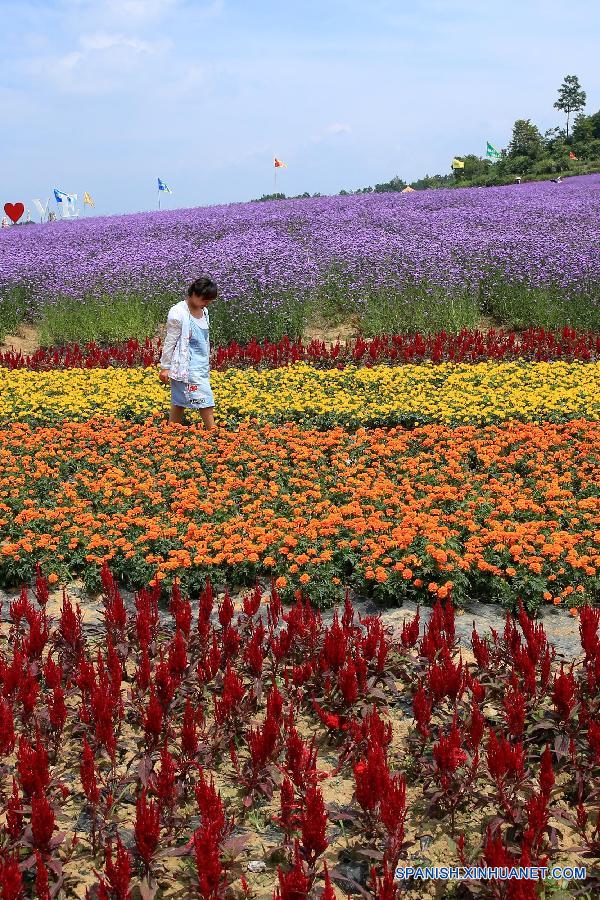 La gente visitó un jardín de lavanda en el distrito Fenghuang, en la prefectura autónoma TujiaMiao de Xiangxi, en la provincia central china de Hunan el 20 de julio. 