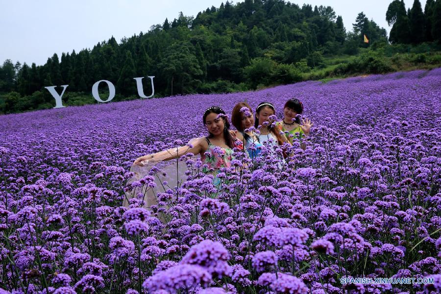 La gente visitó un jardín de lavanda en el distrito Fenghuang, en la prefectura autónoma TujiaMiao de Xiangxi, en la provincia central china de Hunan el 20 de julio. 