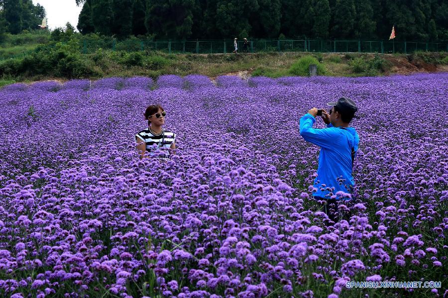 La gente visitó un jardín de lavanda en el distrito Fenghuang, en la prefectura autónoma TujiaMiao de Xiangxi, en la provincia central china de Hunan el 20 de julio. 