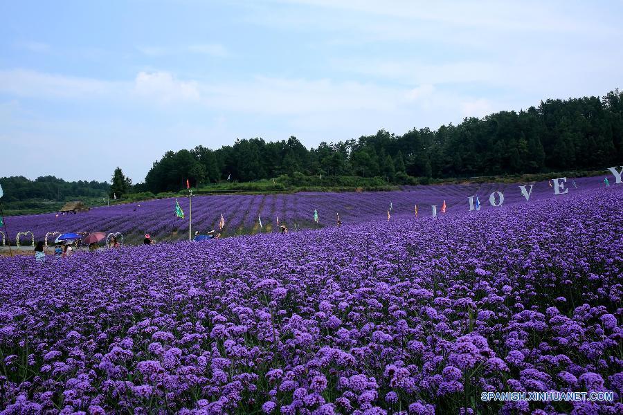 La gente visitó un jardín de lavanda en el distrito Fenghuang, en la prefectura autónoma TujiaMiao de Xiangxi, en la provincia central china de Hunan el 20 de julio. 