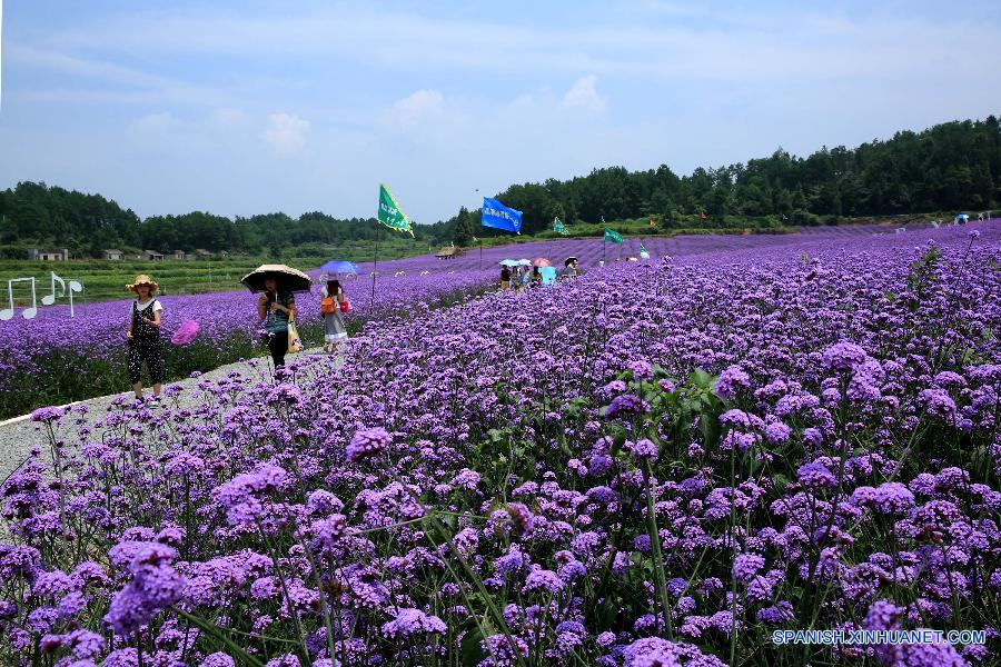 La gente visitó un jardín de lavanda en el distrito Fenghuang, en la prefectura autónoma TujiaMiao de Xiangxi, en la provincia central china de Hunan el 20 de julio. 